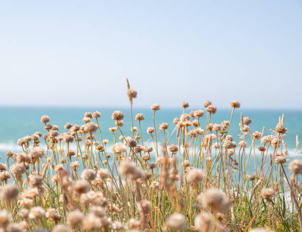 The beautiful Danish Western coast