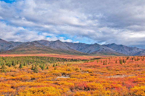 Colorful tundra in Denali National Park