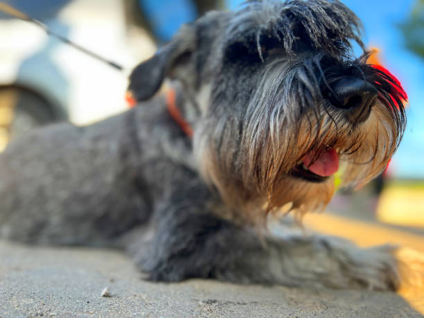 istock A Mittelschnauzer dog stands on the sidewalk in the sunset. 1503376449