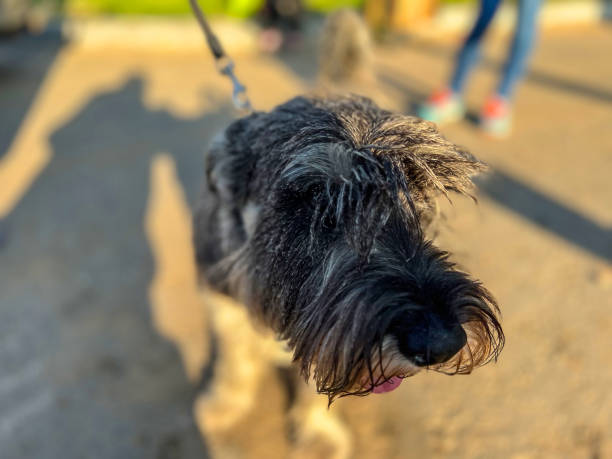 istock A Mittelschnauzer dog stands on the sidewalk in the sunset. 1503376453
