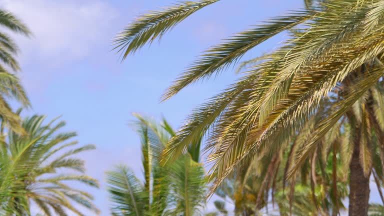 Magnificent Palm Trees Swaying in the Tropical Breeze in 4k slow motion 60fps