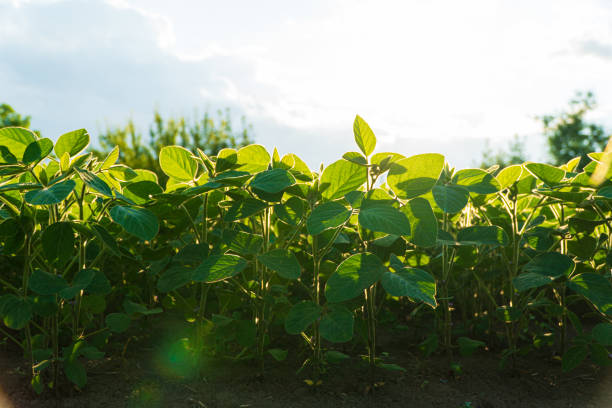 istock Soy crops during the period of active growth. Soybean crop 1503377177