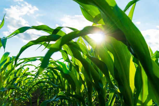 istock Corn fields in detail. Green corn leaves. Beautiful growing plant background. Soft focus 1503377178