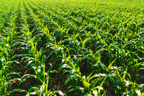 istock Rows of corn on a cornfield. A green field of corn growing up 1503377179