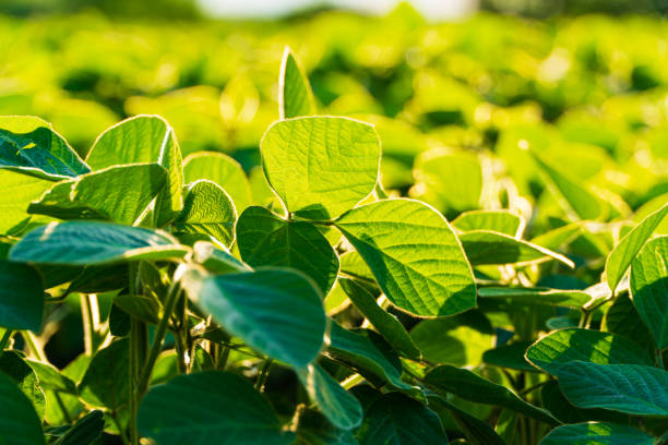 istock Green young soy. Backlit young soybean. Soy leaves 1503377185