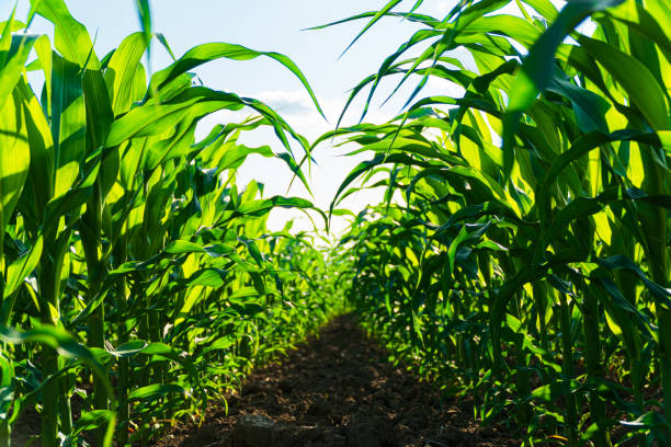 istock Corn field close up. Agricultural scene. Selective focus 1503377188