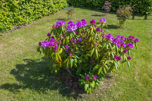 Beautiful view of garden with bush blooming purple rhododendrons flowers.