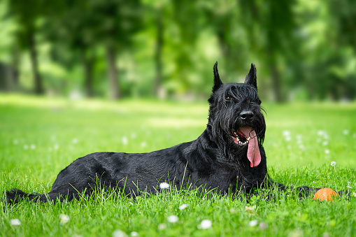 Black giant schnauzer with tongue out lies in the park on the green grass.