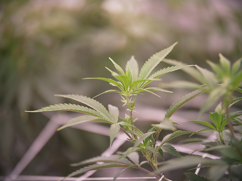 Vegetative cannabis plant in trellis netting with shallow depth of field.