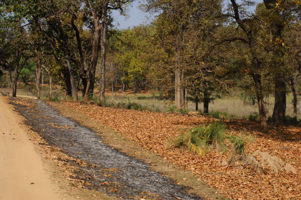 istock Landscapes and Habitats across India - 2B 1503380208