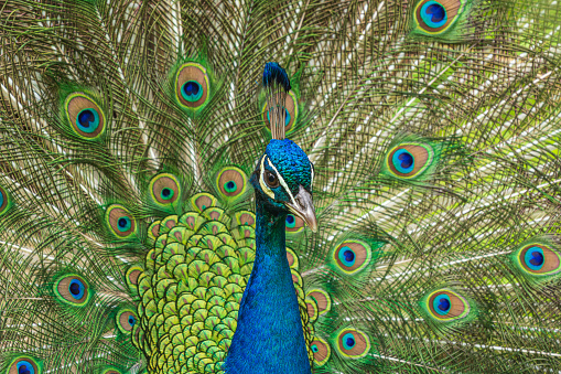 Beautiful close-up peacock feathers