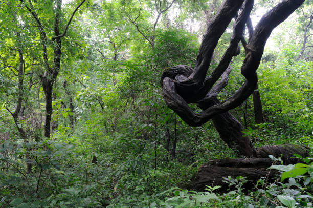 istock Landscapes and Habitats across India - 2B 1503380607