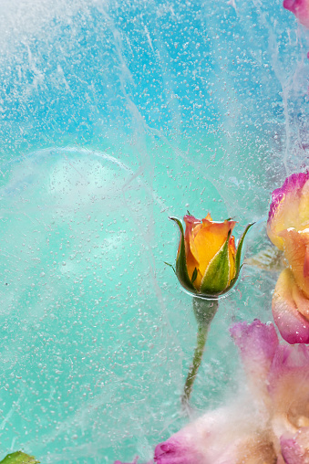 Artistic roses and flowers arrangement frozen on ice placed on pastel background making an unique decoration background
