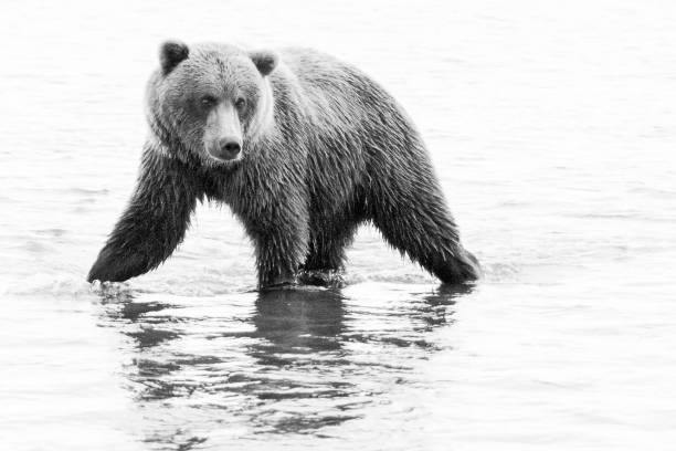 istock Coastal Brown Bear at Lake Clark 1503382724