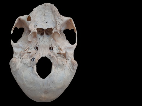 A Close-up shot of an aged human skull base without teeth, perfect for studying anatomy and medical research