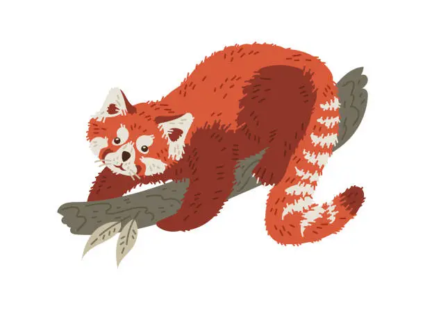 Vector illustration of Cute red panda climbs on a branch, cartoon flat vector illustration, chinese animal character from wild forest