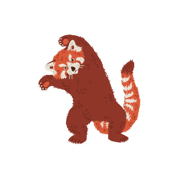 Vector illustration of Funny standing on hind legs red panda flat style, vector illustration