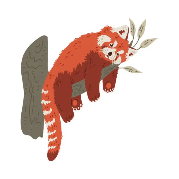 Vector illustration of Cute funny red panda lying on branch flat style, vector illustration