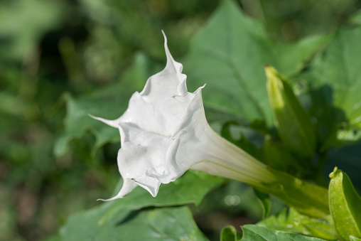 Datura stramonium, thorn apple white summer flower closeup selective focus