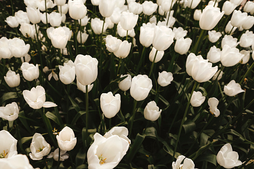 Beautiful white tulips in a garden. Shot with a Canon 5D Mark IV.
