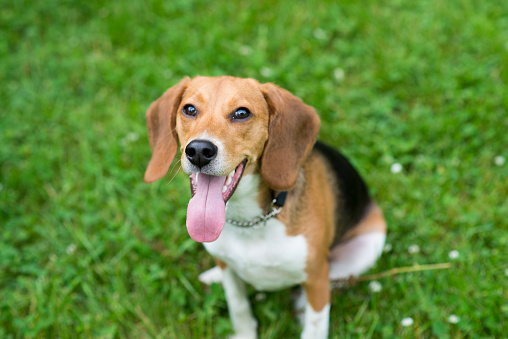 Cute young pet Beagle breed dog is sitting in the green grass smiling up at his owner with his tongue out on a summer day.