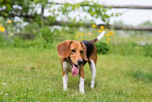 Cute little Beagle breed dog with big ears is smiling with his long tongue out is looking to the side as he is standing in green grass in front of a garden in the summer.