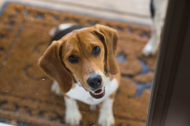istock Beagle Waiting at the Door 1503385553
