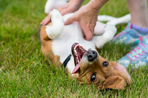 Relaxed and happy pet Beagle breed dog is laying on his back with a silly expression on his face as his tongue is hanging to the side while his owner is petting his stomach lovingly. He is laying in the grass outdoors in the summer.