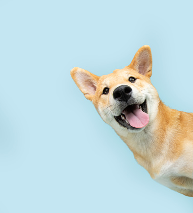Retrato divertido y feliz perro cachorro shiba inu asomándose detrás de una pancarta azul. Aislado sobre fondo azul pastel photo