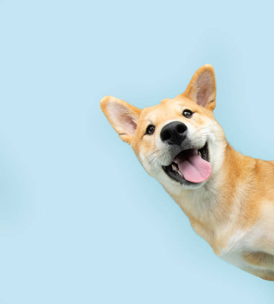 retrato divertido y feliz perro cachorro shiba inu asomándose detrás de una pancarta azul. aislado sobre fondo azul pastel - peeking fotografías e imágenes de stock