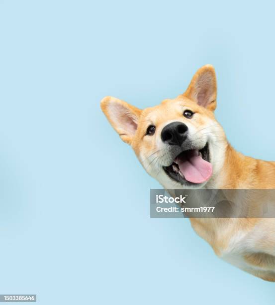 Portrait Funny And Happy Shiba Inu Puppy Dog Peeking Out From Behind A Blue Banner Isolated On Blue Pastel Background Stock Photo - Download Image Now