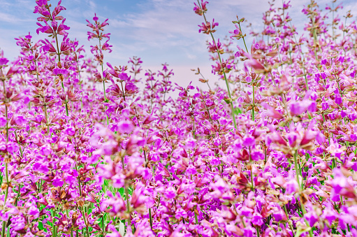 Purple sage flowers. Floral background of medicinal plants.