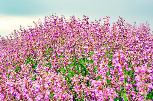 Purple sage flowers. Floral background of medicinal plants.