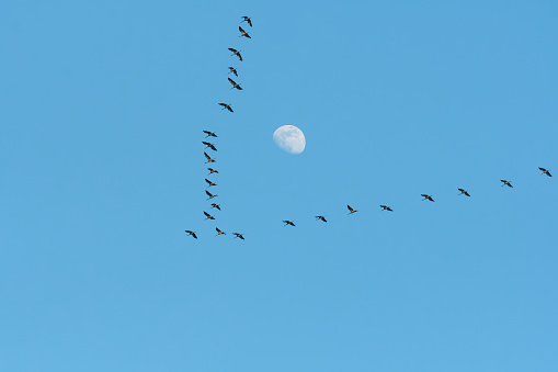 The common crane (Grus grus) and the moon