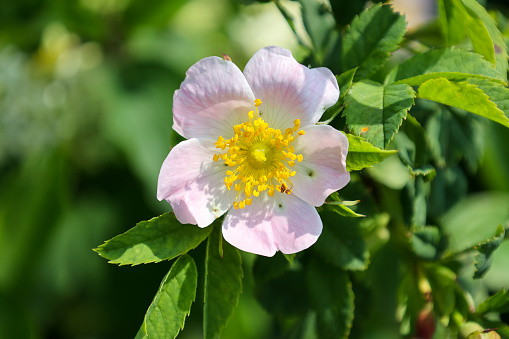 Wood anemones in a nature reserve woodland.