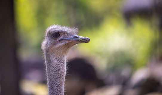 A selective focus shot of a gray fluffy ostrich head