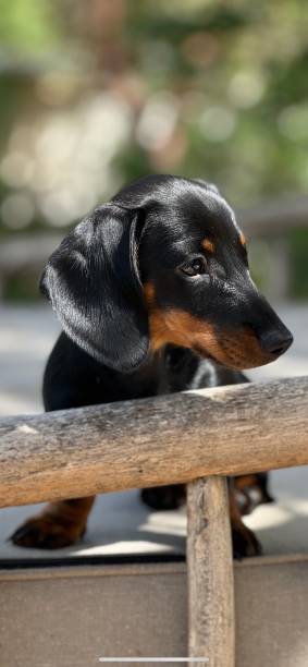 black and tan mini puppy dachshund sitting on a cushion outside with piece of wood in front of him - dachshund dog sadness sitting imagens e fotografias de stock