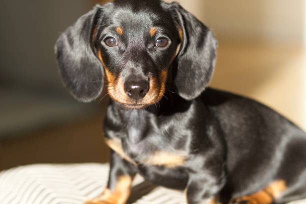 istock Black and tan dachshund - puppy - mini dachshund- cute - 1503387360