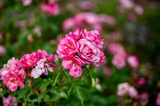 istock Pink Roses on a Rose Bush 1503388447