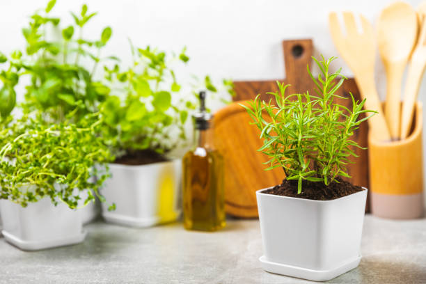 istock Assorted fresh herbs growing in pots against the backdrop of a kitchen interior. Green basil, mint. oregano, thyme and rosemary. Mixed fresh aromatic herbs in pots.Set of culinary herbs.Copy space. 1503388459