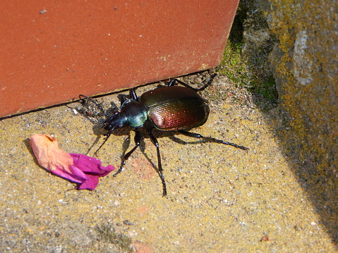 Galosoma sycophanta beetle, the forest caterpillar hunter