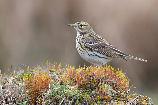 The meadow pipit (Anthus pratensis)