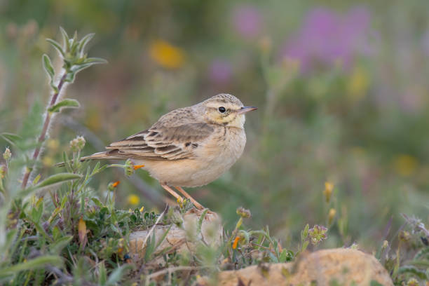 The tawny pipit (Anthus campestris)