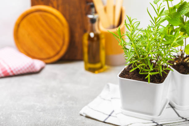 istock Assorted fresh herbs growing in pots against the backdrop of a kitchen interior. Green basil, mint. oregano, thyme and rosemary. Mixed fresh aromatic herbs in pots.Set of culinary herbs.Copy space. 1503390291