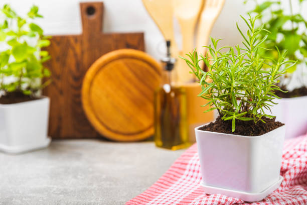 istock Assorted fresh herbs growing in pots against the backdrop of a kitchen interior. Green basil, mint. oregano, thyme and rosemary. Mixed fresh aromatic herbs in pots.Set of culinary herbs.Copy space. 1503390295