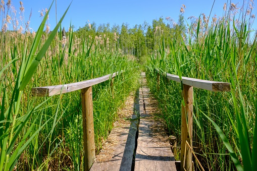 A wooden boardwalk with railings in a wet swampy area. Equipped tourist trail with wooden paths and footbridges. healthy lifestyle