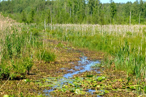 Hot summer, very little rain. the swamp channel remains without water. various aquatic plants grow along the edge.