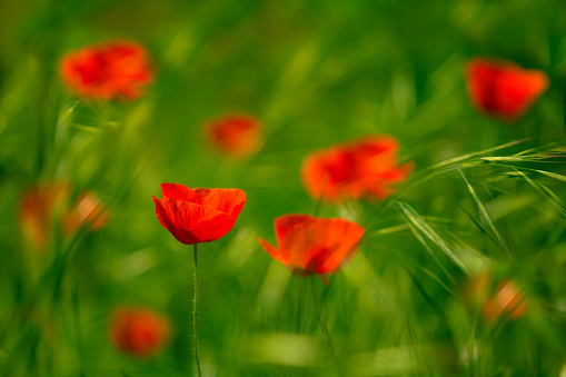A group of poppies in a wheat field with one of them as the main element. Typical summer country landscape. Blur by zones.