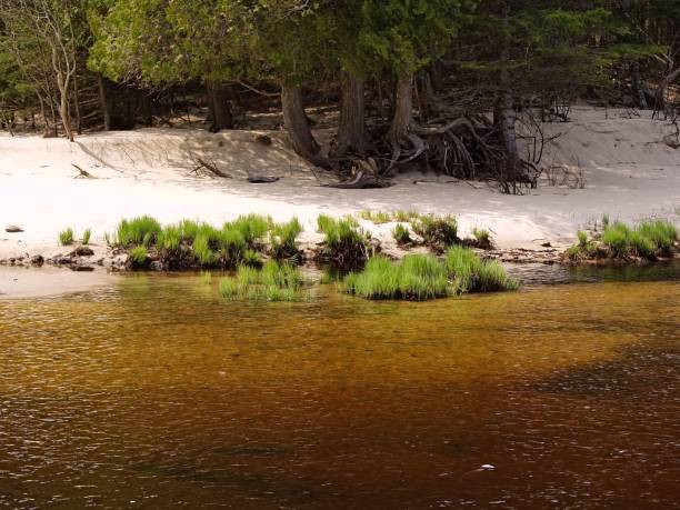 istock a beach, with a tree and shrub growing on the shore 1503391744