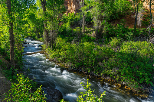 The San Miguel River merrily rushes along the spring green banks near TellurideColorado